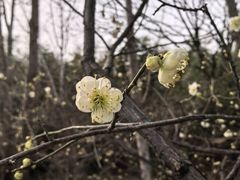 -北京鹫峰国家森林公园