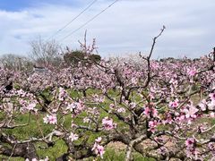 -南汇桃花村