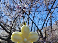 -桃花堤公园