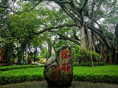 -瑞丽独树成林风景区