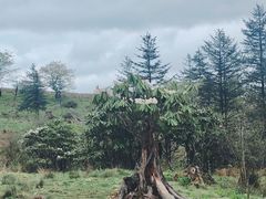 -硗碛藏寨·神木垒景区