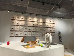 -柴务处·柴犬主题狗咖