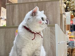 -藏猫猫咖啡主题馆(中央大道店)