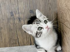 -小猫来了·猫舍(红山六九七九店)