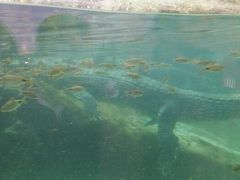 android_upload_pic-河川生态园