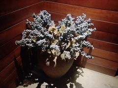 -泽云梵莲花足浴 按摩 SPA(滨湖店)