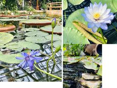 -国家植物园南园