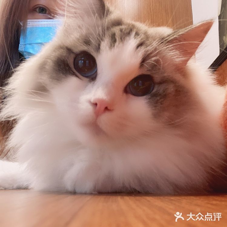 上海撸猫|这家猫咖也太解压了