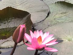 -野象谷景区