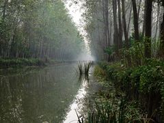 -合肥滨湖国家森林公园