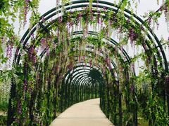 -杭州湾海上花田景区