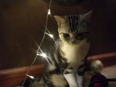 猫宝-咖法森林·咖啡  酒吧(天河店)