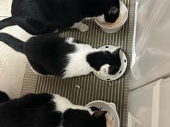 -艾贝尔宠物医院 ·内科全科(梁溪路店)