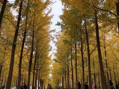 -汉景帝阳陵博物院