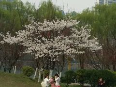 -西北湖绿化广场