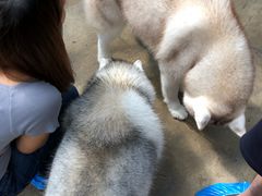 -TrueLove @ Neverland (Husky Cafe)