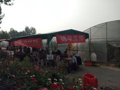 -庞各庄西瓜蔬菜采摘园·锦华瓜园