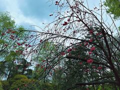 -龙头寺公园