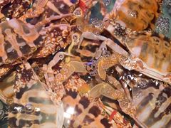 -阿伟海鲜楼·福建菜(延寿店)