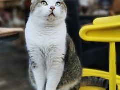 -喵屿·大理花园猫咖
