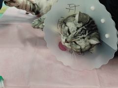 -北京观赏动物医院·24小时大型综合·猫专科·异宠专科
