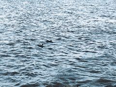 -深圳湾公园(南山区)