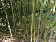 -望江楼公园