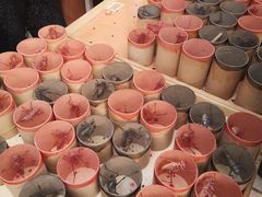 -中环花鸟鱼虫市场