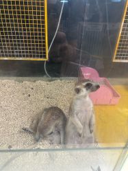 -神奇动物撸宠馆·羊驼·小浣熊·异宠(豫园店)