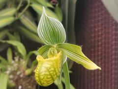 -中国科学院华南植物园