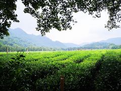 -中国茶叶博物馆(双峰馆区)