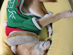 -逗柴咖啡屋·狗咖猫咖宠物桌游