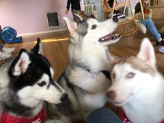 -Husky Go! 哈士奇体验馆·宠物咖啡厅狗咖