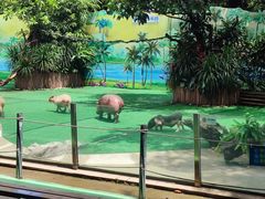 -广州长隆飞鸟乐园