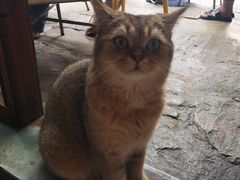 -喵屿·大理花园猫咖