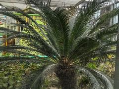 -南宫五洲植物乐园