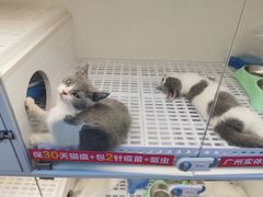 -lincat·猫舍(广州店)