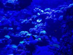 -太平洋海底世界