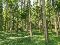 -黄海国家森林公园