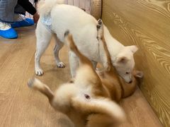 -南京Hallo宠物乐园·哈罗犬舍·柴犬繁育基地