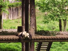 -中国大熊猫保护研究中心雅安碧峰峡基地