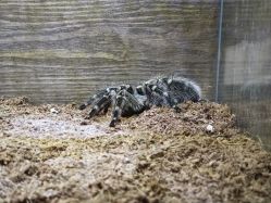 -Zoolung Zoolung动物主题公园(海信广场店)