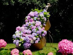 -上海共青森林公园