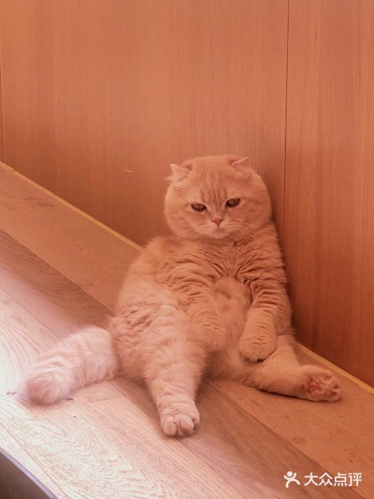 CAT’S MEWSTAR CAFE·喵星球猫屋(晴湾咖啡店)图片
