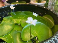 -双季花艺园艺市场(浦东店)