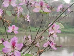 -广东花都湖国家湿地公园