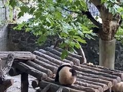 -都江堰中华大熊猫苑