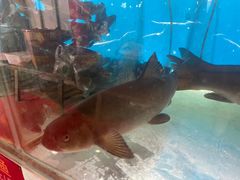 -鲜椒鱼·雅安地标性美食