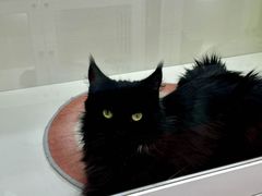 -青奢宠物·青奢猫舍