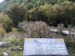 -稻城亚丁景区-冲古草甸